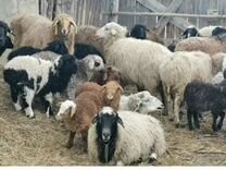 Овцы бараны 50голов