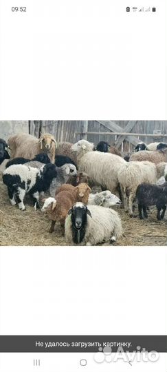 Овцы бараны 50голов