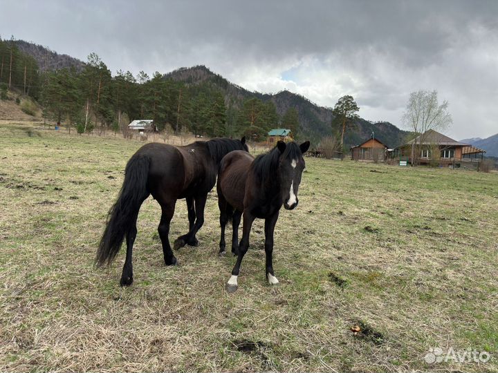 Продам Табун Лошадей (пони,мерины,жеребцы )