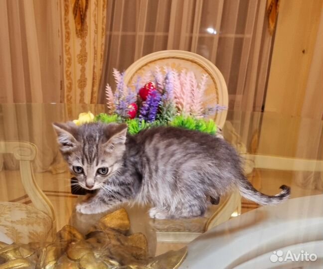 Котята в добрые руки мальчики