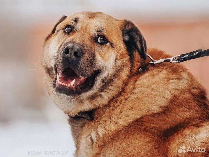 Пёс Портос ждёт в приюте