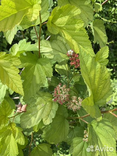 Пузыреплодник жёлтый