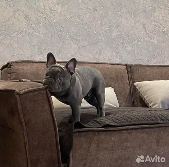 Вязка французский бульдог