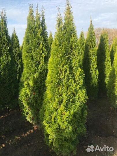 Туя смарагд