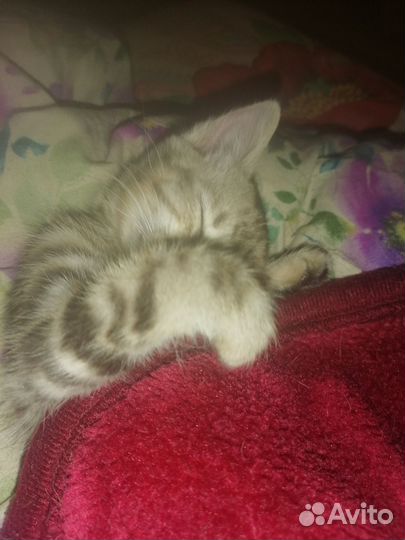 Бенгальская кошка