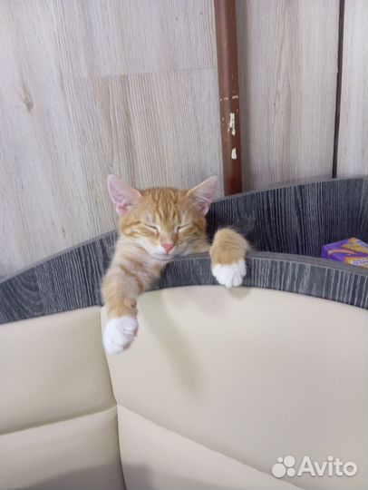 Котëнок в добрые руки