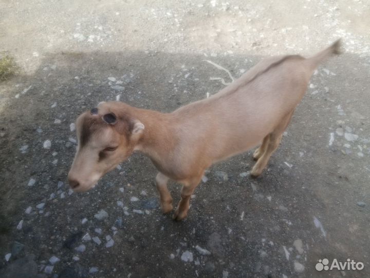 Ламанча чп - козочка