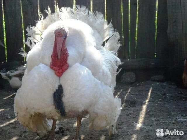 Молодняк птицы