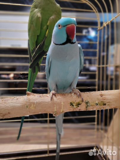 Ожереловый попугай пара