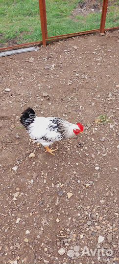 Молодые петухи