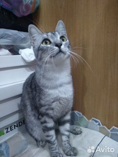 Котики в добрые руки