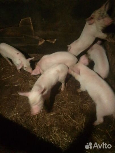 Поросята