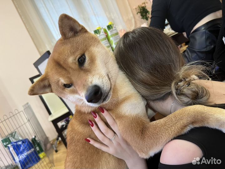 Вязка сиба-ину кобель