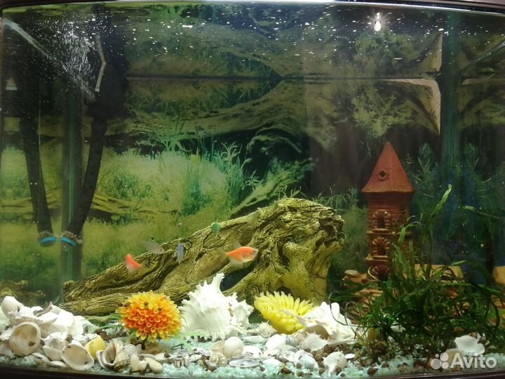 Аквариум с рыбками