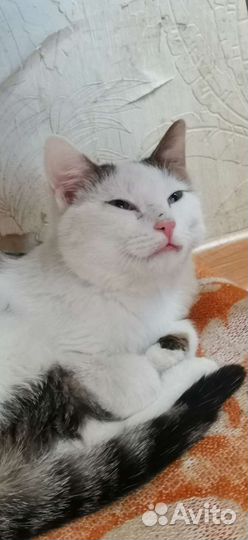 Кошка и кот ищут дом