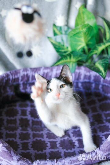 Девочка 3 мес в добрые руки