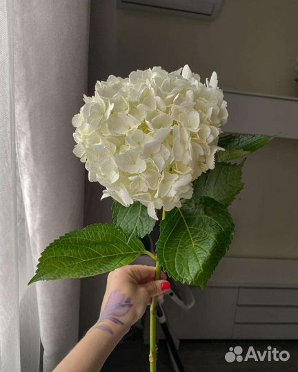 Гортензия в наличии