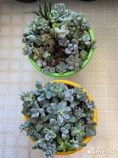 Суккуленты садики, адромискусы, хавортии