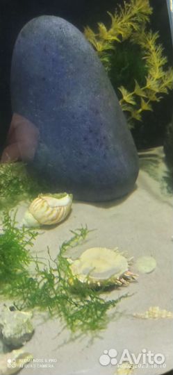 Наполнение для аквы (кварцевый песок)