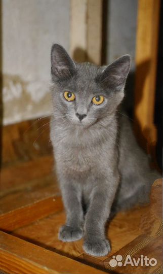 Отдам в добрые руки маленькую девочку