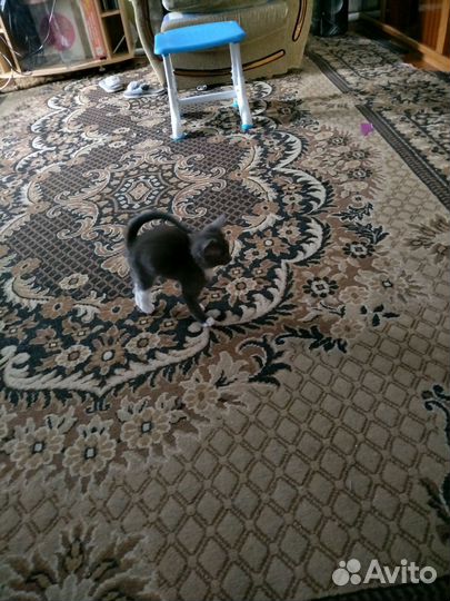 Котенок