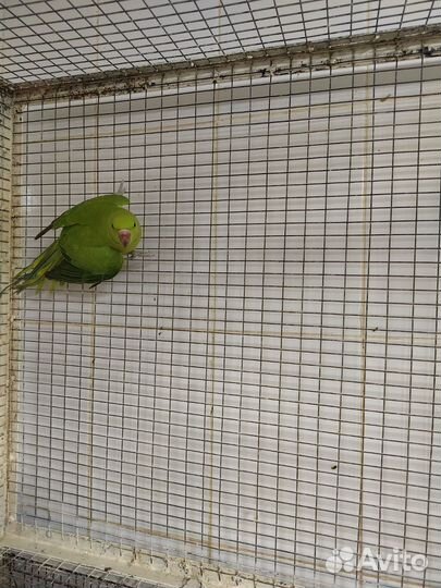 Попугай ожереловый