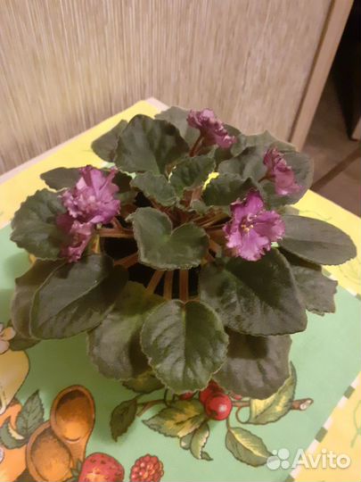 Фиалка в горшках