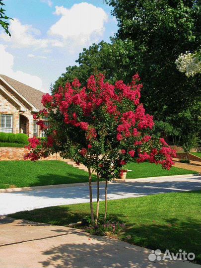 Саженцы лагерстремии