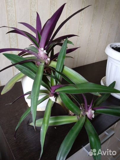 Традесканция