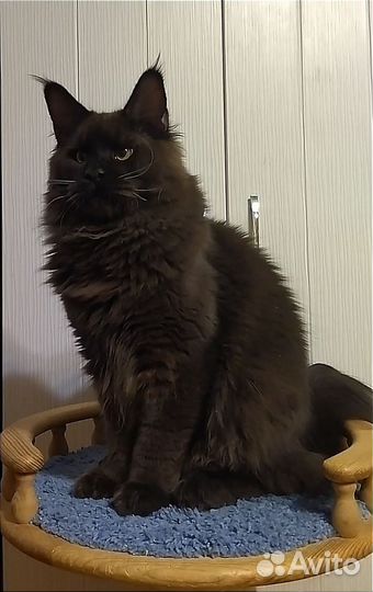 Молодой котик Мейн-кун