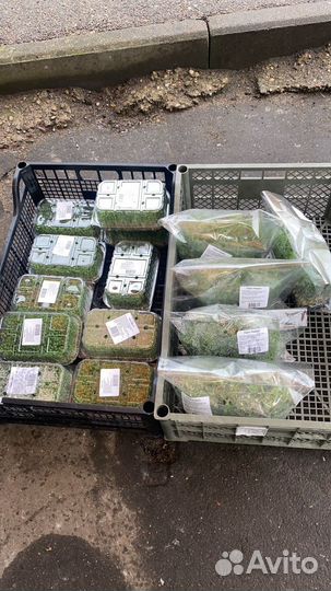 Свежая микрозелень