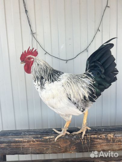 Продам Пару петушков Феникса и обычных