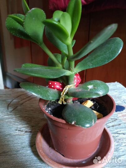 Денежное дерево