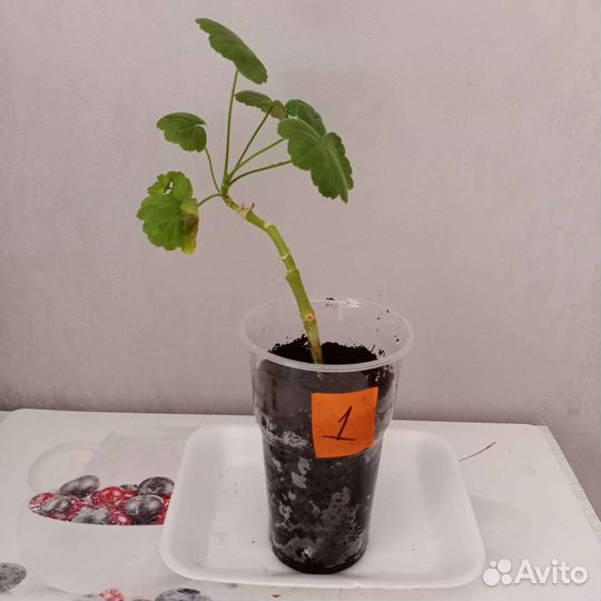 Традесканция, Герань