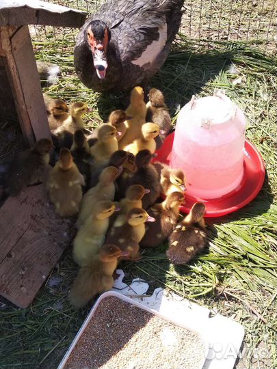 Мускусные утята