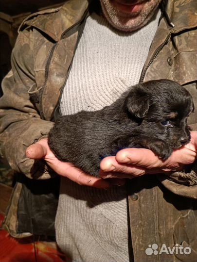 Щенки шпица