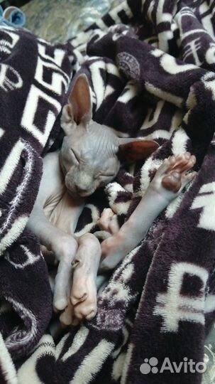 Сфинкс в добрые руки