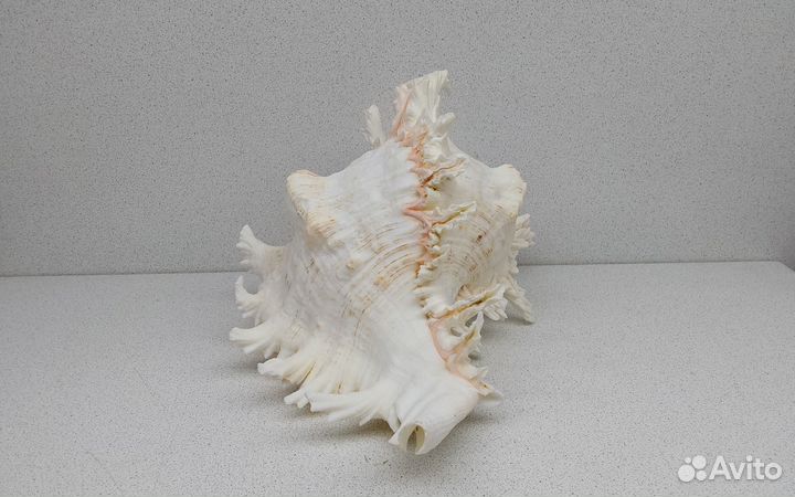 Мурекс Ветвистый 24,8 морская ракушка раковина