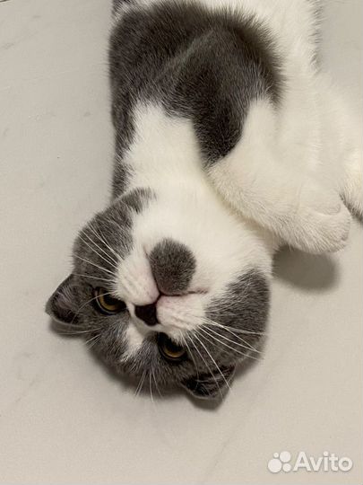 Шотландский вислоухий кот