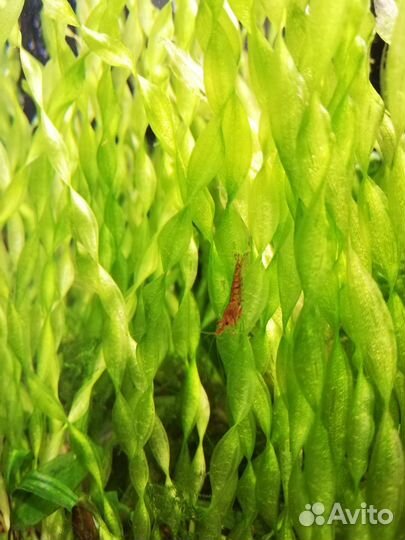 Креветки, анциструсы, аквариумные растения