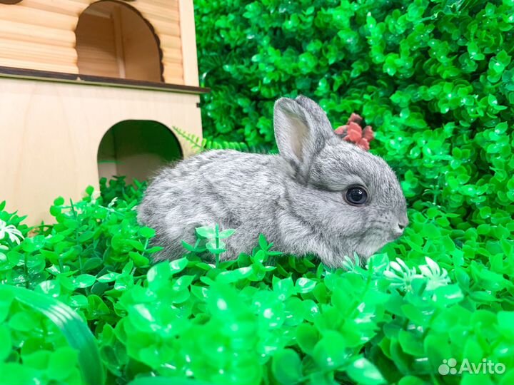 Мини Карликовый кролик - самый маленький