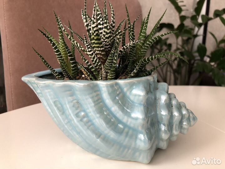 Хавортия в кашпо