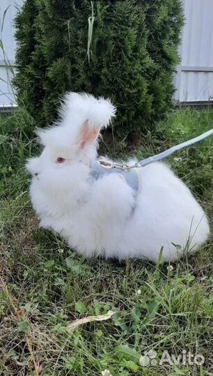Крольчата Немецкая ангора