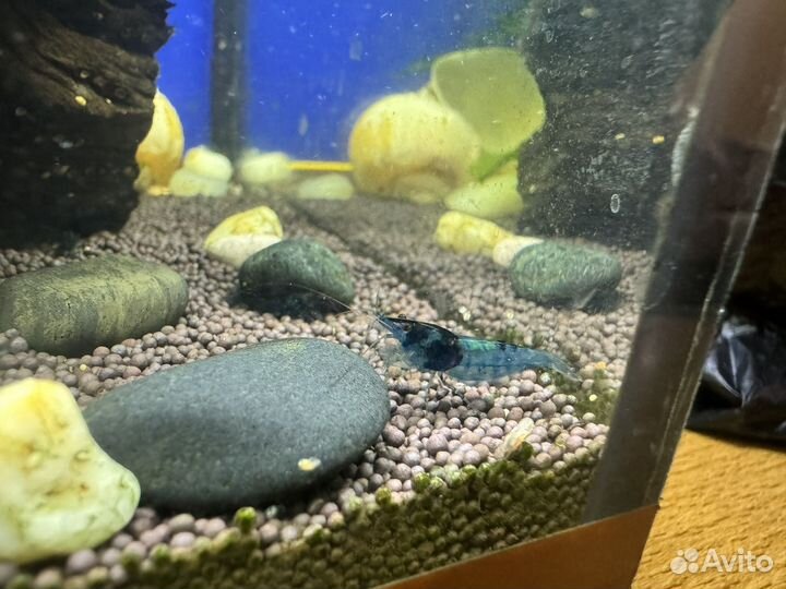 Аквариумные креветки