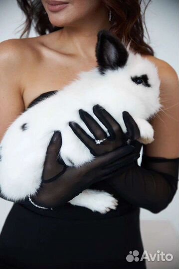 Кролики для фотосессии