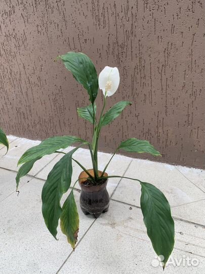 Спатифилум