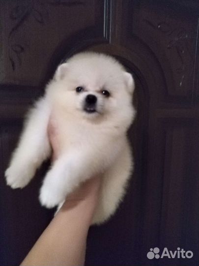 Померанский шпиц