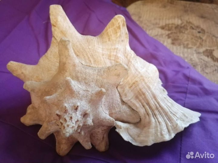 Раковины морские