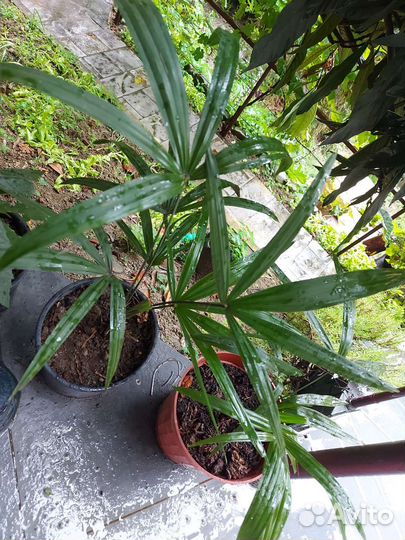 Пальма саженцыветвистые