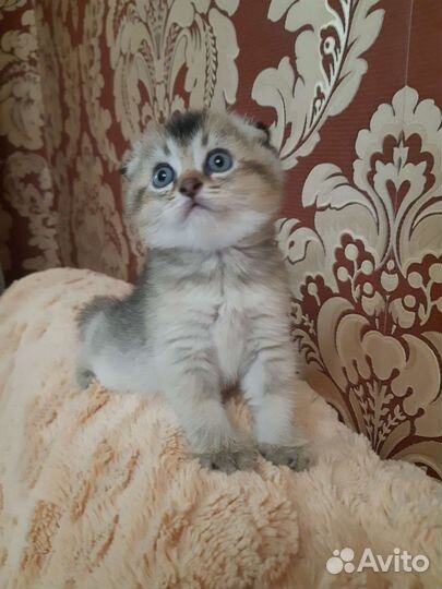 Шотландские вислоухие котята шиншилла